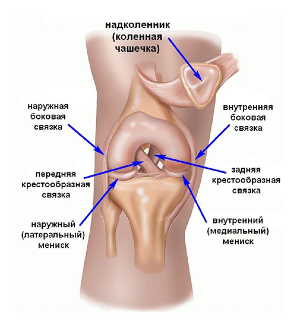 Анатомия связок мениска коленного сустава