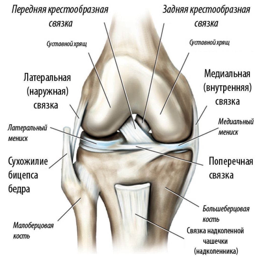 Внутренняя боковая связка коленного сустава анатомия