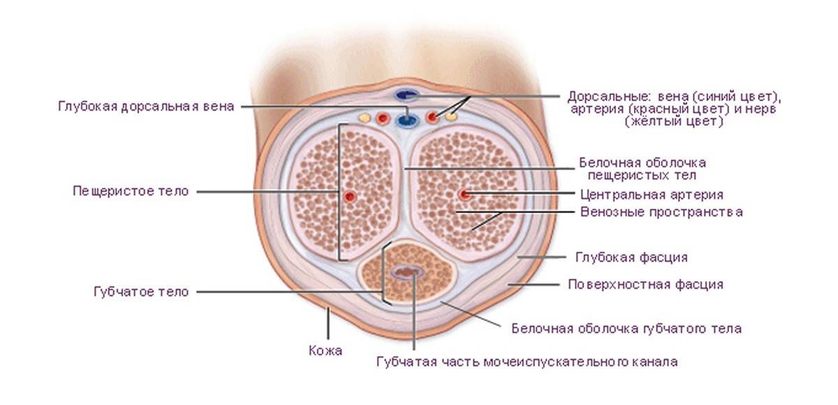 Анатомия полового члена фото