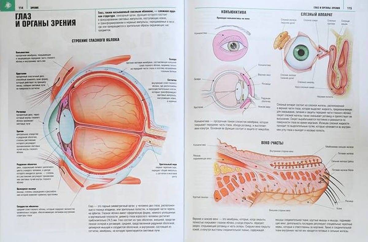 Лечение ячменя в домашних. Орган зрения анатомия атлас. Анатомический атлас глаз. Строение глаза атлас.