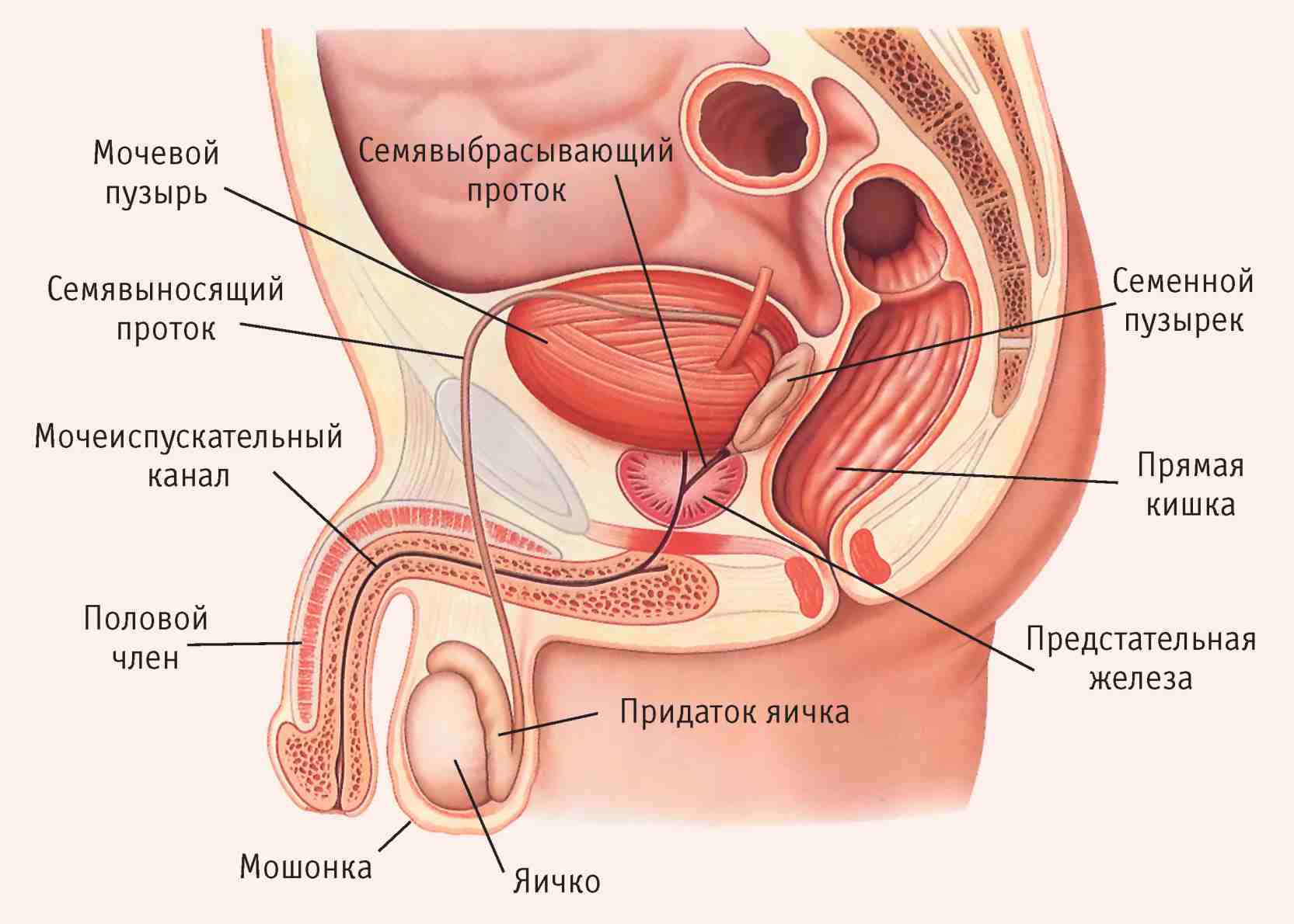 Схема мочеполового аппарата мужчины