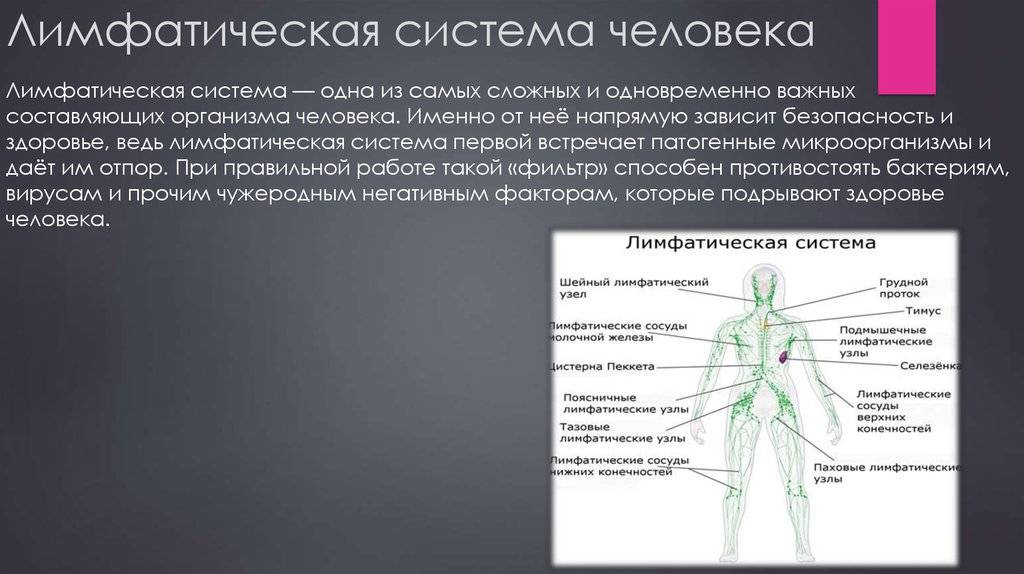 Лимфоузел справа у мужчины. Лимфатическая система человека. Паховые лимфатические узлы. Поверхностные паховые лимфатические узлы. Лимфатическая система таблица.