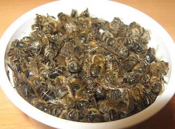 Подмор пчелиный от простатита: применение для мужчин и лечение, рецепты ...