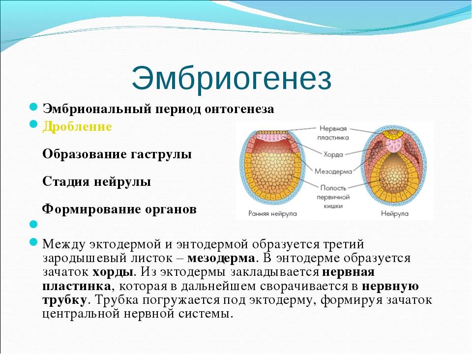Онтогенез 3 периода. Эмбриогенез бластула гаструла нейрула. Гаструла нейрула зигота органогенез морула бластула. Эмбриональный период онтогенеза схема. Эмбриогенез нейрула строение.