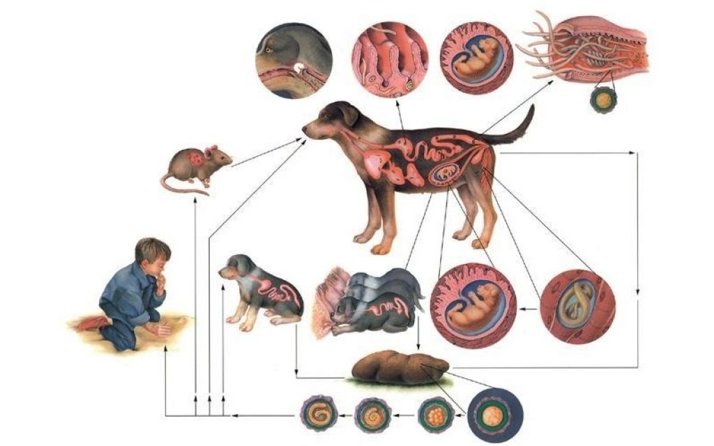 Передаются ли острицы от человека к человеку. Токсокароз биогельминт. Цикл развития токсокароза собак. Токсокароз цикл развития гельминта. Toxocara canis жизненный цикл.
