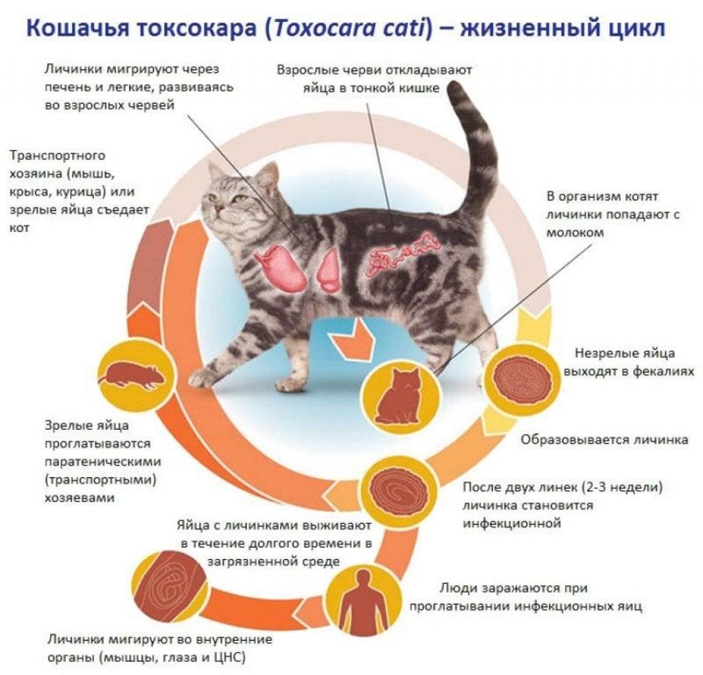 Можно ли давать коту яйцо. Жизненный цикл токсокары кошачьей. Аскарида Кошачья жизненный цикл. Токсокароз кошек цикл развития. Кошачьи глисты токсокара.