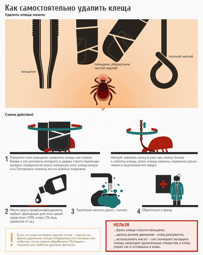 Какие заболевания переносят клещи человеку и их симптомы и лечение фото