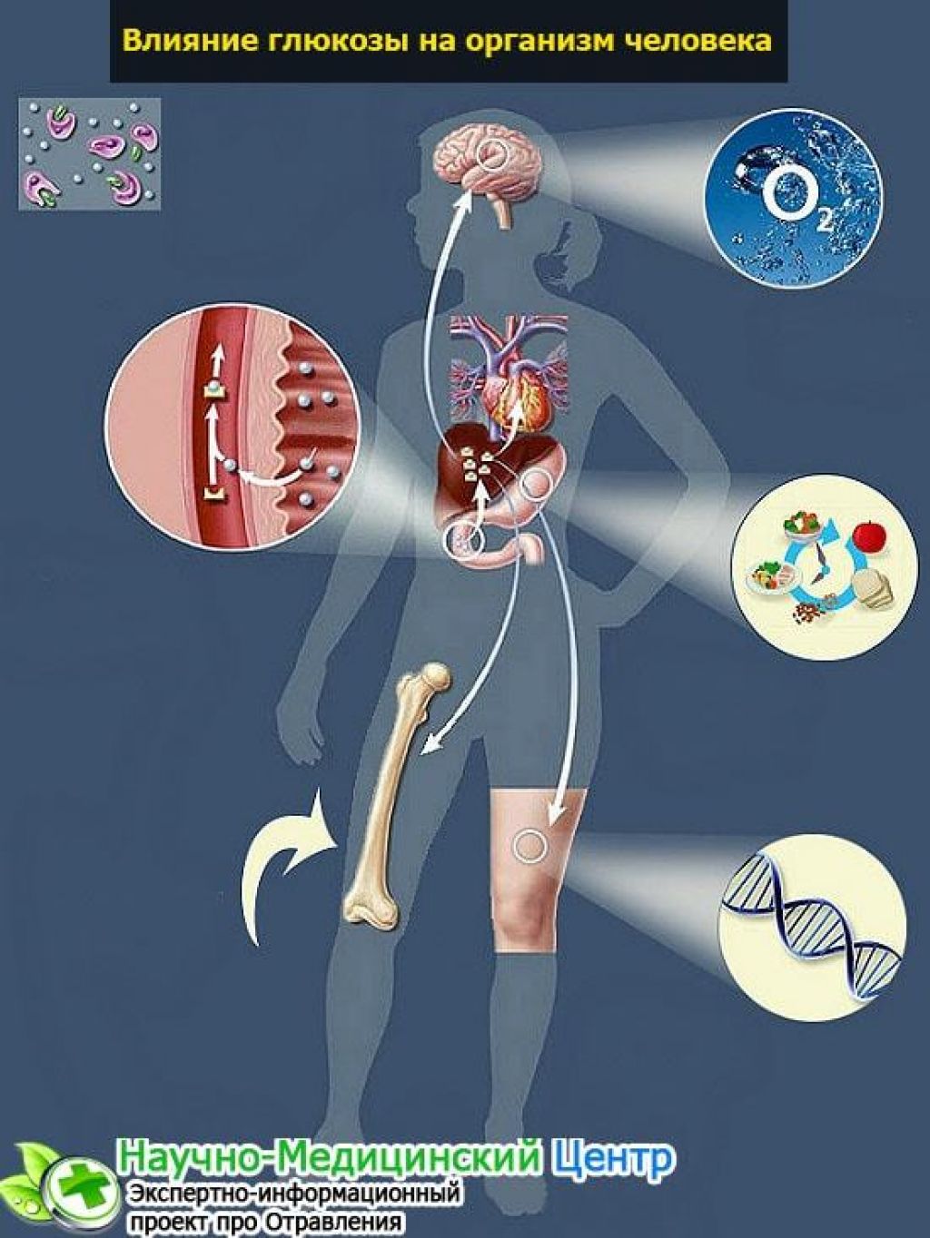 Глюкоза в организме человека. Влияние Глюкозы на организм человека. Влияние Глюкозы. Глюкоза действие на организм. Влияние Глюкозы на людей.