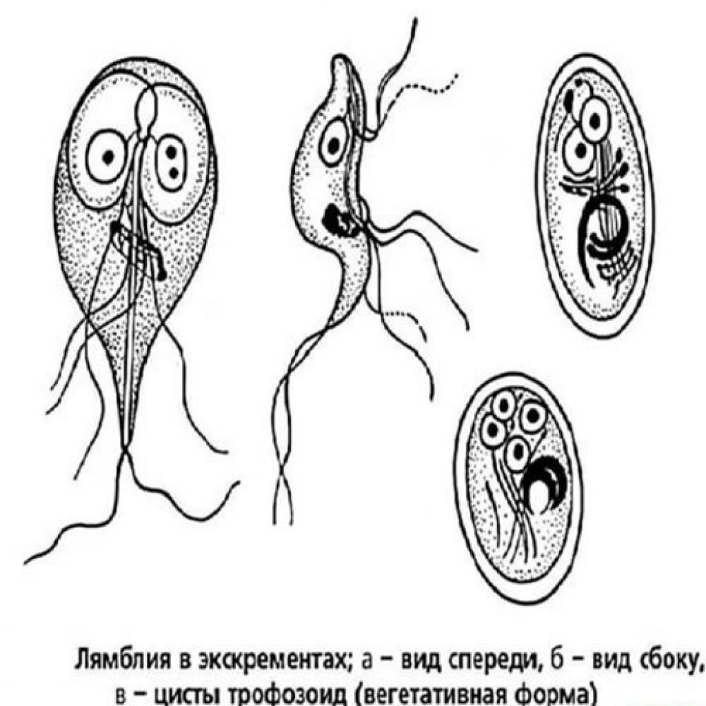Lamblia intestinalis циста