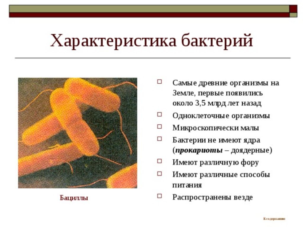 Общая характеристика бактерий 7 класс биология презентация. Общая характеристика бактерий 5 класс биология. Характеристика бактерий 5 класс. Характеристика царства бактерий. Общая характеристика бактерий 7 класс кратко.