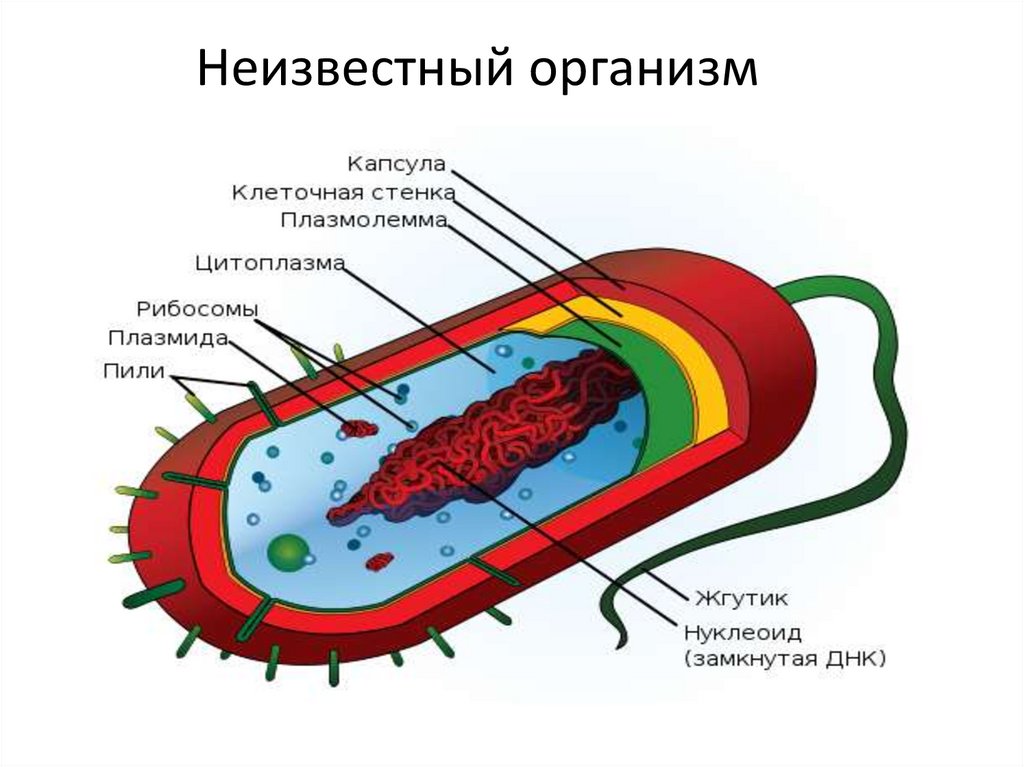 Картинка строение бактериальной клетки