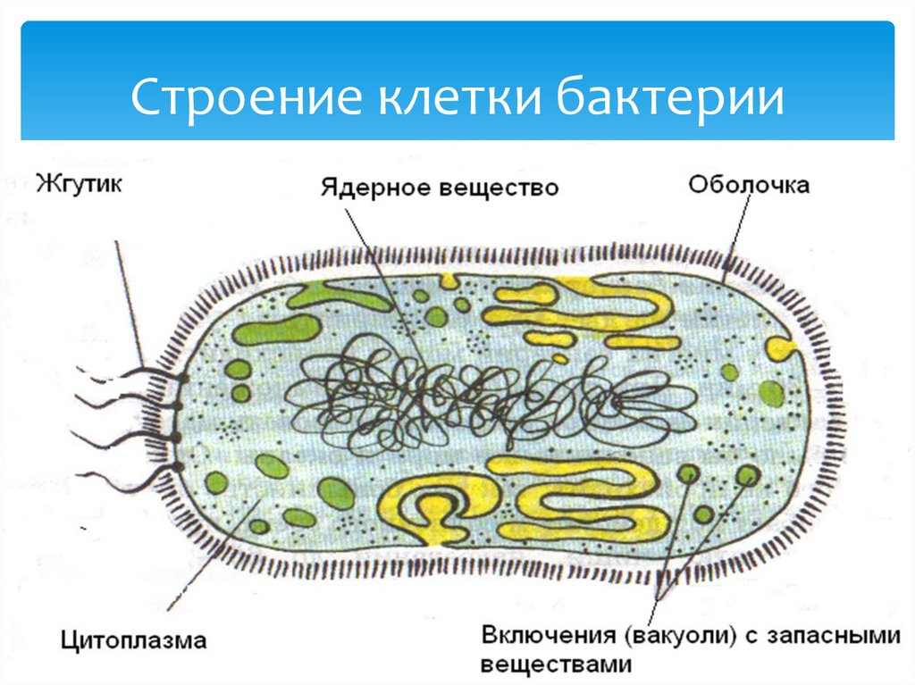 Рисунок бактериальной клетки с обозначениями