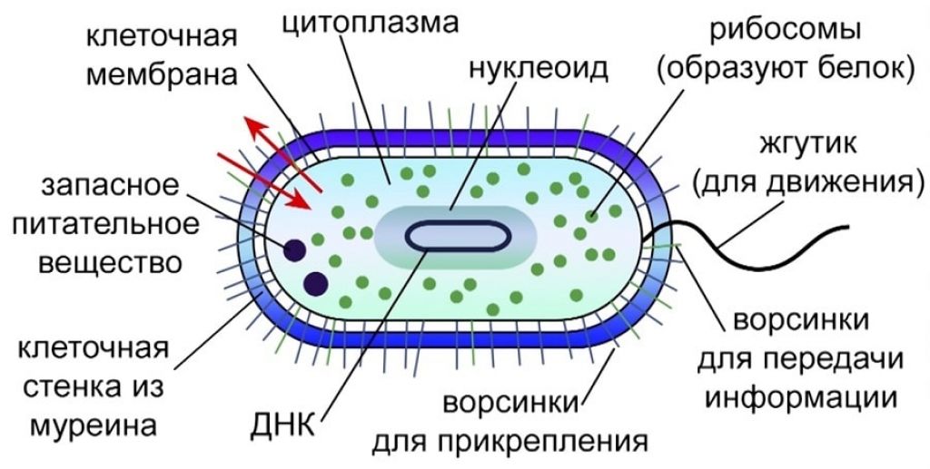 Возникновение прокариот произошло в. Схема строения бактериальной клетки. Схема клетки бактерии. Строение бактериальной клетки рисунок. Схема строения бактериальной клетки биология.