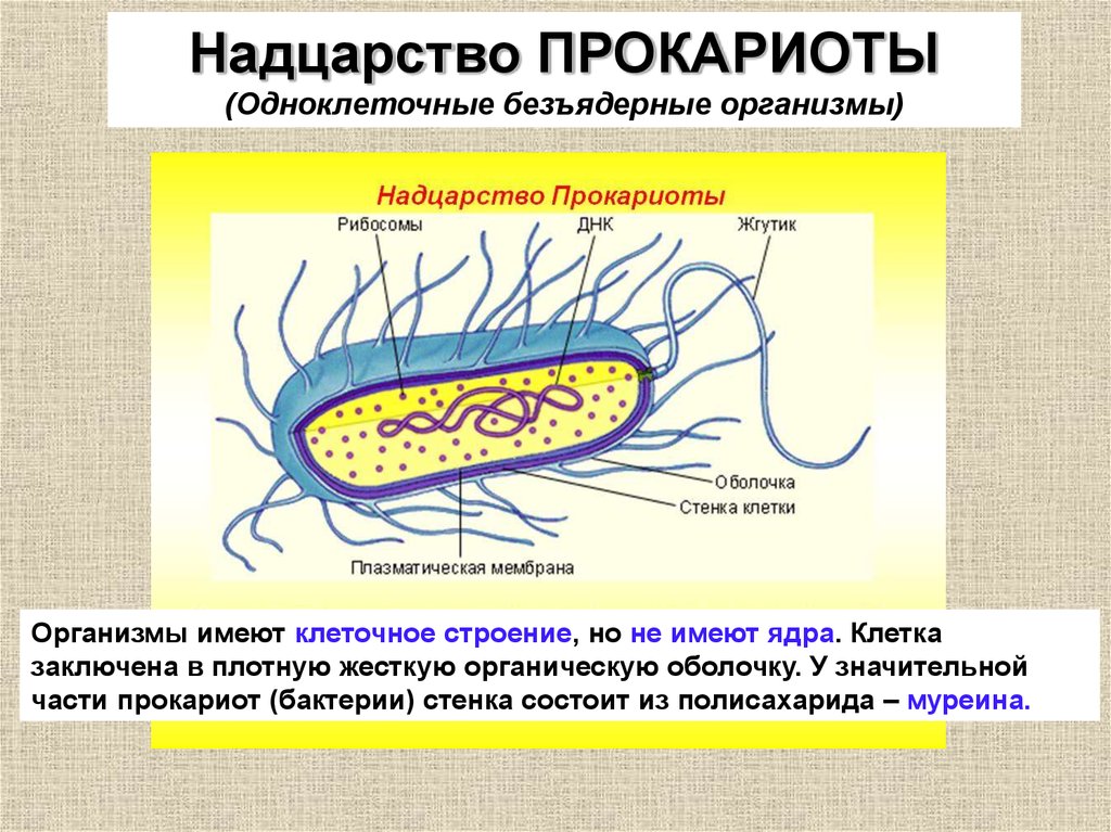 Многообразие бактерий 5 класс презентация