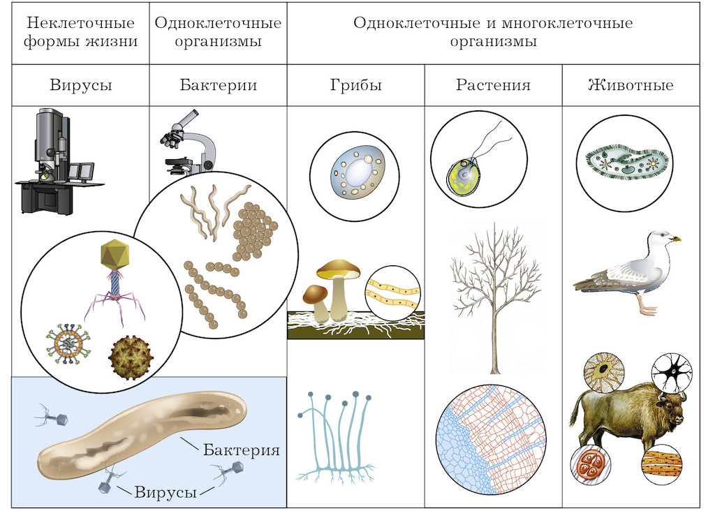 Название группы организмов бактерии. Строение клетки растения животного гриба и бактерии. Строение клеток грибов и бактерий. Строение клетки растения животного и гриба. Строение клеток растений животных грибов и бактерий.