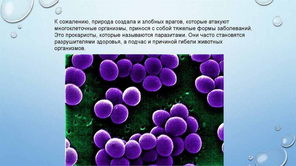 Вирусы это прокариоты. Одноклеточные прокариотические организмы. Бактерии доядерные организмы. Микроорганизмы без клеточной стенки. Доядерные одноклеточные организмы.