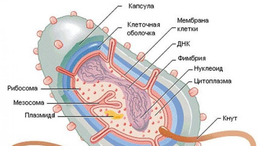 Бактерии в ротовой полости фото