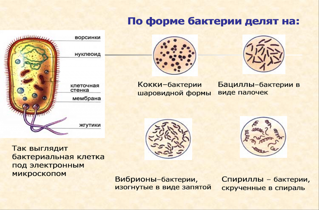 Презентация бактерии 7 класс