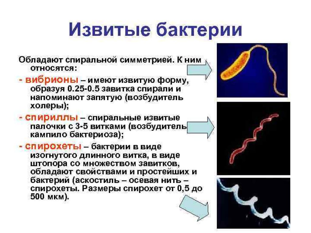 Бактерии изогнутой формы носят название. Спириллы и спирохеты. Извитые формы бактерий вибрионы. Извитая спирохеты. Вибрионы спириллы спирохеты.