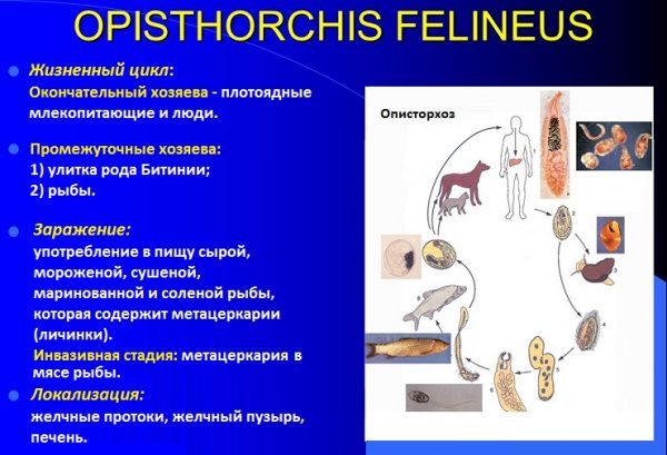 Кошачья болезнь токсоплазмоз у человека симптомы лечение фото