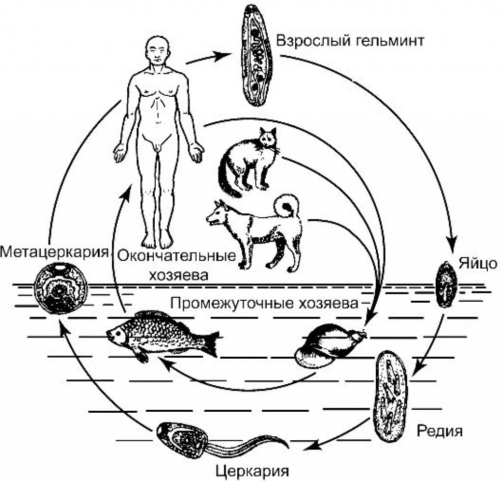 Промежуточный и основной хозяин человек. Жизненный цикл кошачьей двуустки схема. Жизненный цикл Сибирского сосальщика. Кошачий сосальщик жизненный цикл биология. Цикл развития кошачьей двуустки.