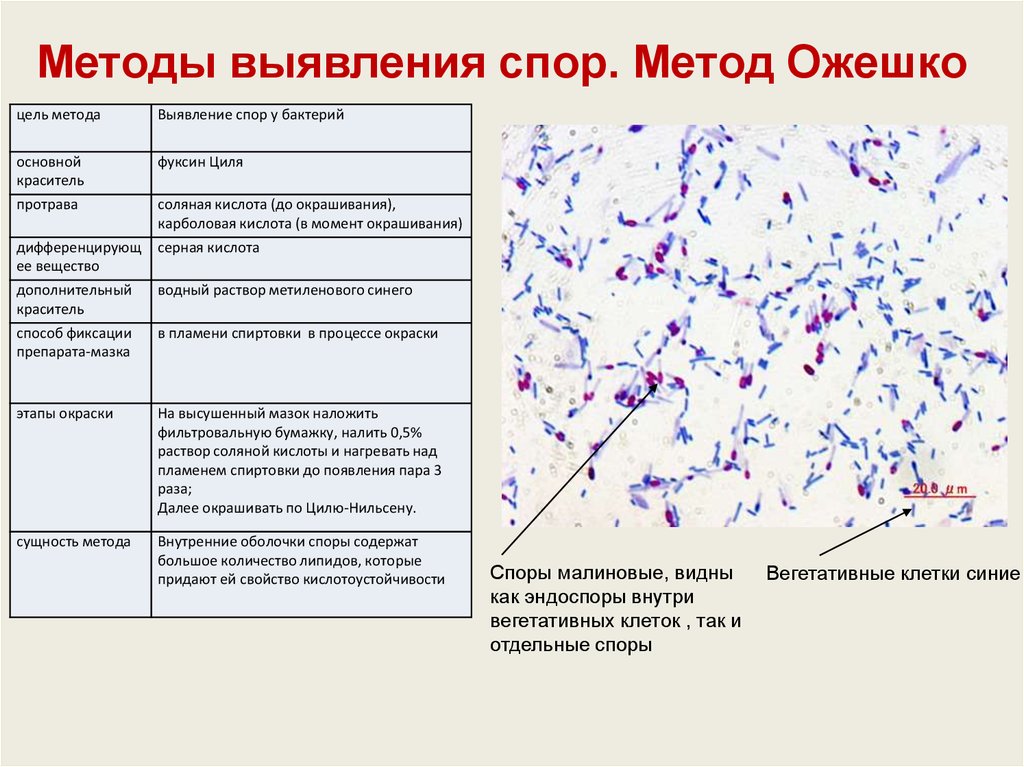 Методы обнаружения простейших образцы каких тканей берутся на исследования