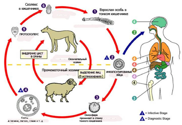 Эхинококкоз у собак фото