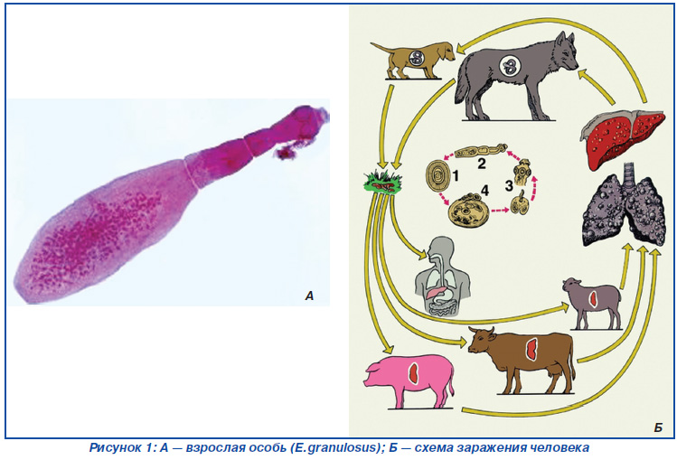 Эхинококкоз у свиней фото