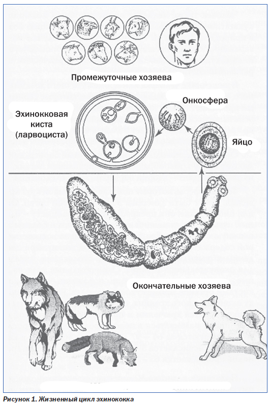 Эхинококкоз у собак фото