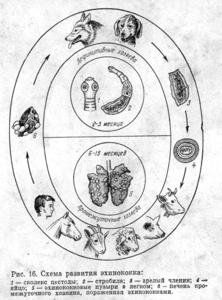 Презентация эхинококкоз животных