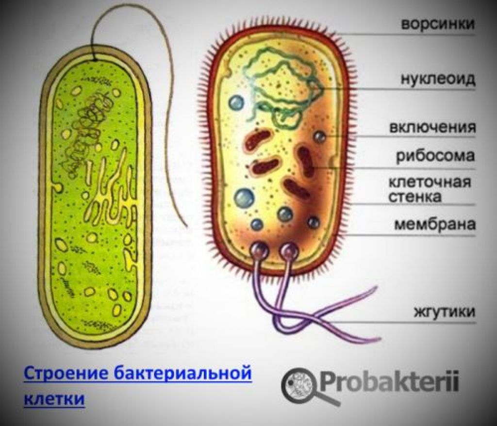 Схема создания бактериальных клеток