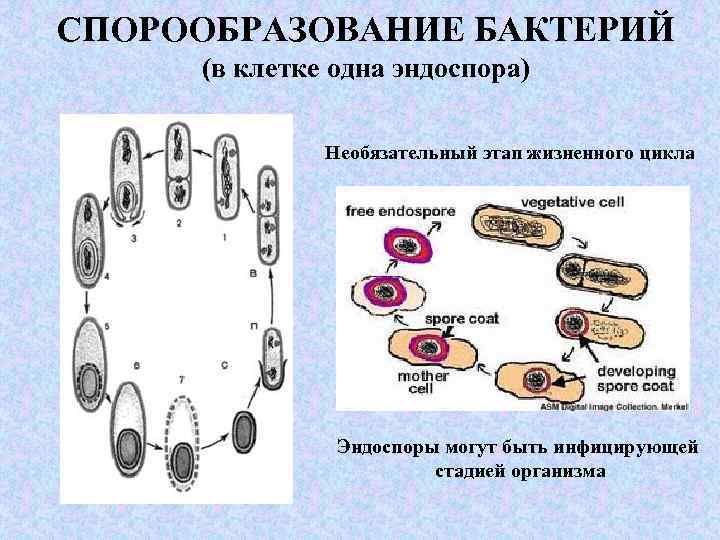 Рассмотрите рисунок и опишите то что вы видите сформулируйте основные функции клубеньковых бактерий