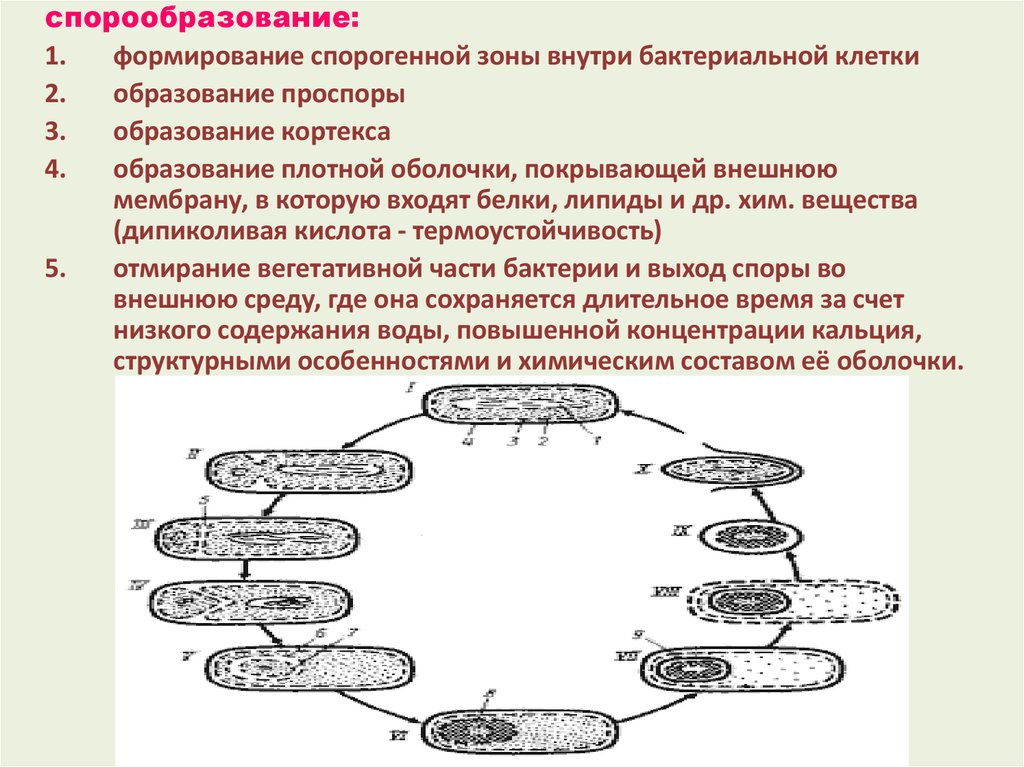 Какие формы бактерий изображены на рисунках напишите их названия 7 класс биология