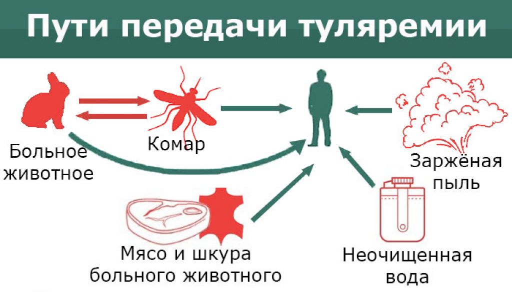 Пути передачи. Туляремия источник инфекции пути передачи. Туляремия схема заражения. Туляремия возбудитель пути передачи. Туляремия источники и пути заражения.