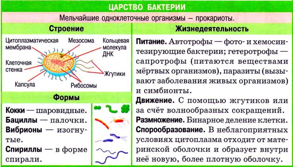 Прокариоты ответ 3. Характеристика царства бактерий. Характеристика царства бактерий 5 класс биология. Особенности царства бактерий. Каковы характерные особенности представителей царства бактерии.