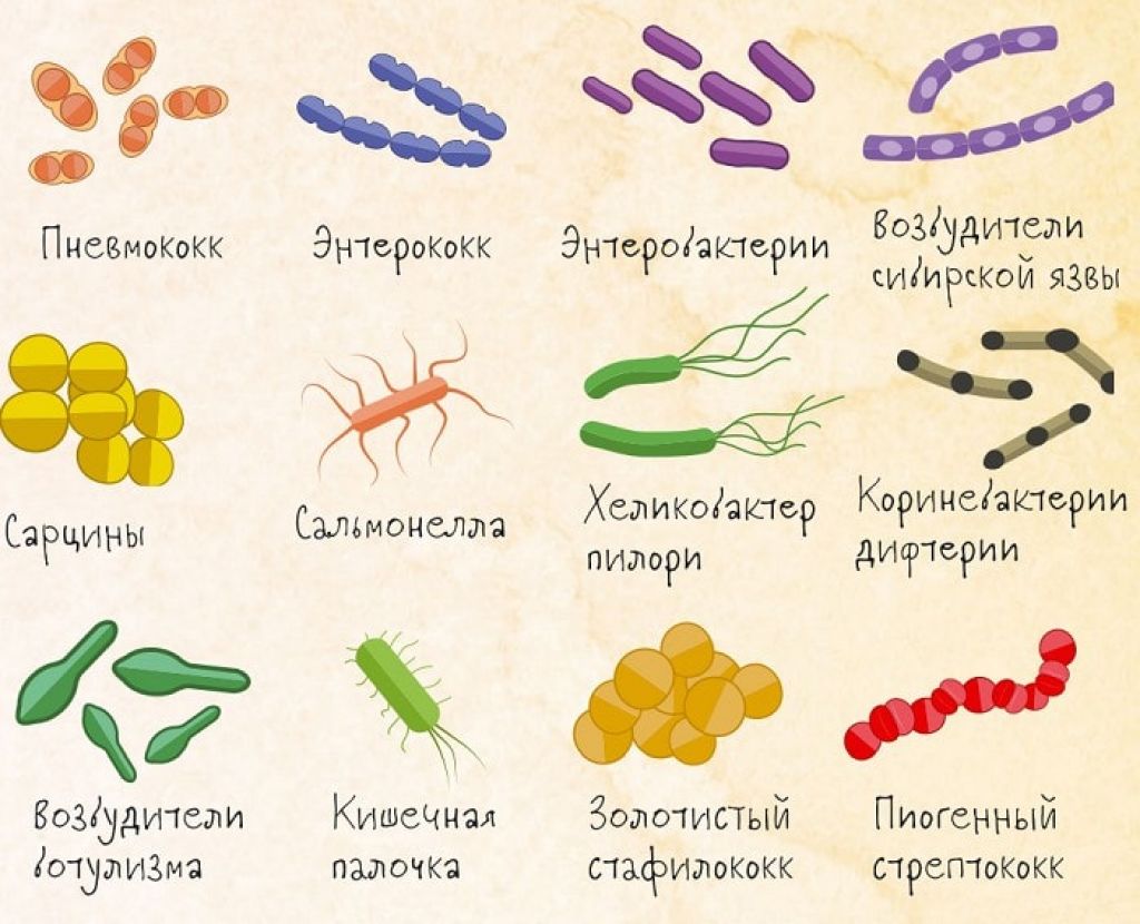 Какие есть микробы
