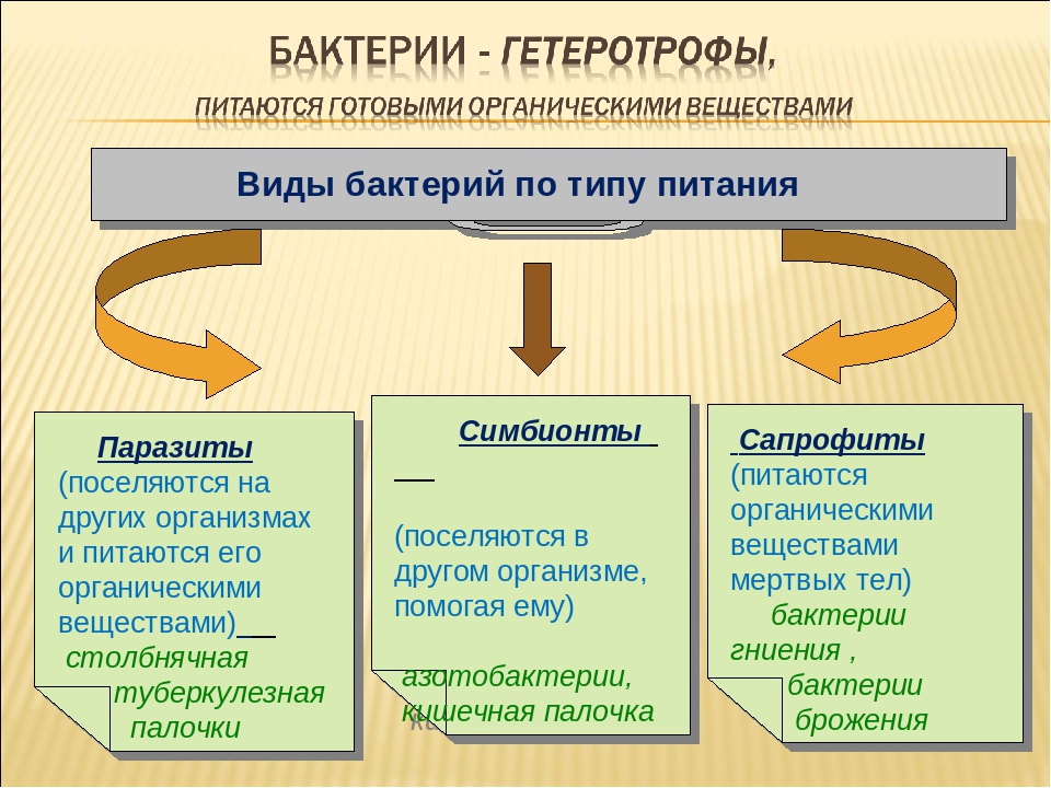 Какой тип питания характерен для мукора изображенного на рисунке обоснуйте свой ответ