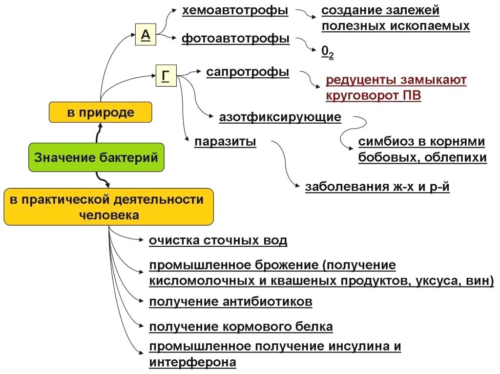 Какой тип питания характерен для мукора изображенного на рисунке обоснуйте свой ответ