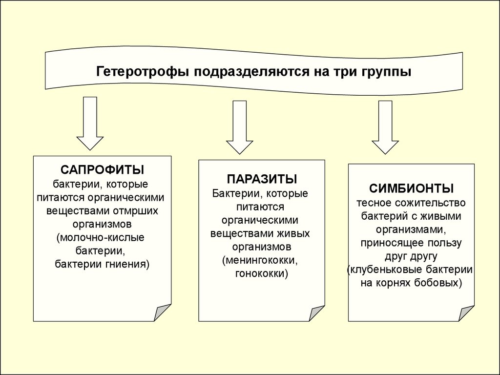 Какой тип питания характерен для мукора изображенного на рисунке обоснуйте свой ответ