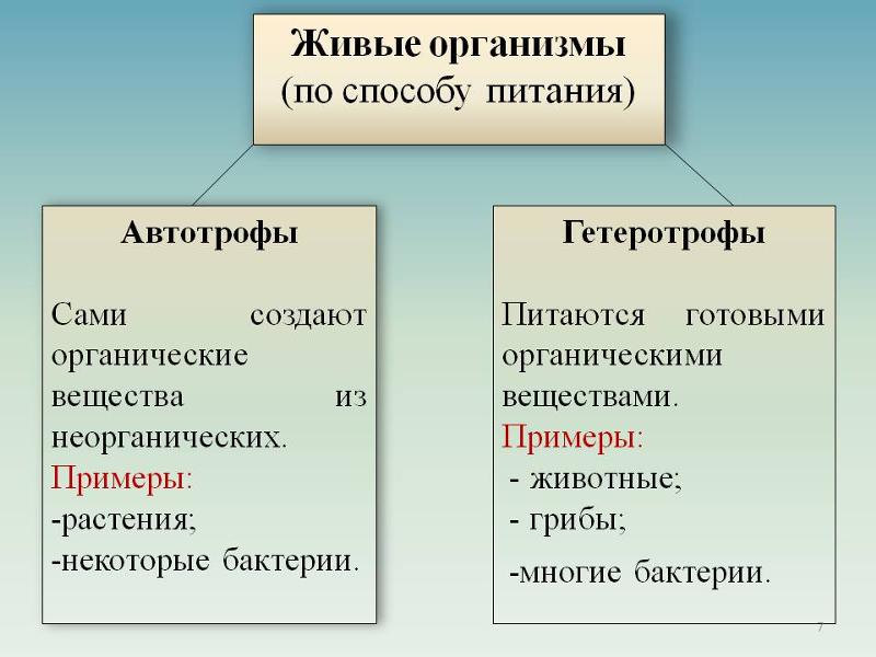 Фото гетеротрофное питание