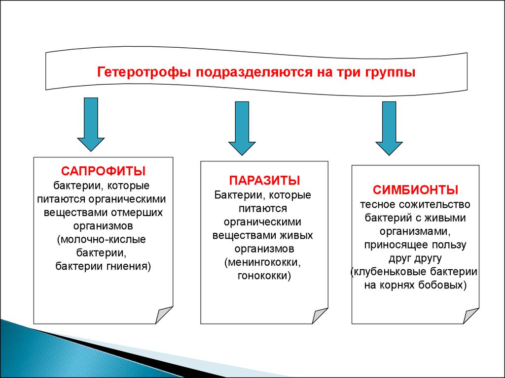 Фото гетеротрофный тип питания