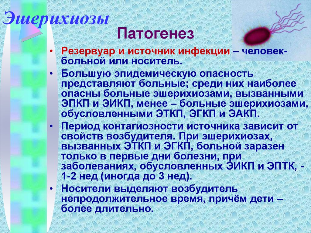 Симптомы кишечной палочки. Эшерихиоз (ЭИКП). Эшерихиоз сапроноз. Кишечные инфекции эшерихии. Энтеропатогенные эшерихиозы.