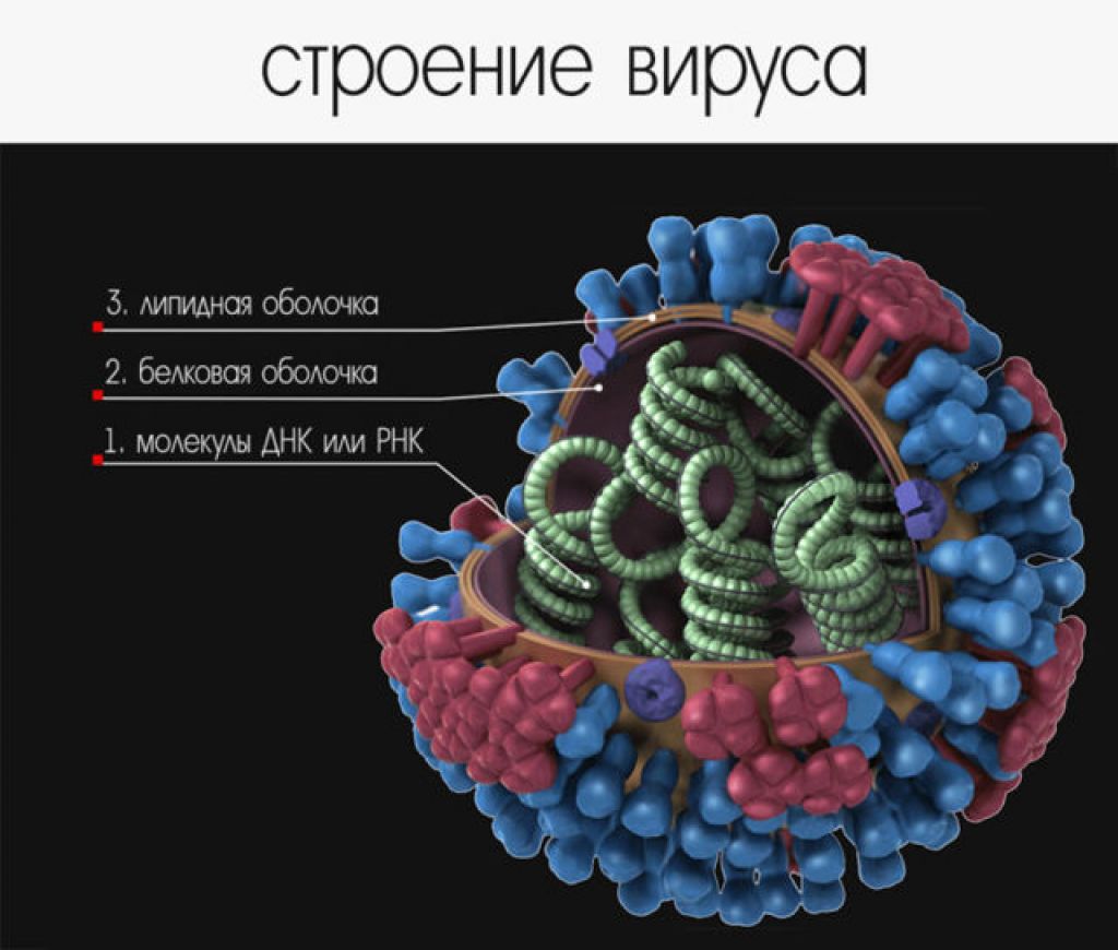 Рнк бактерии. Коронавирус строение вируса. Клеточное строение вирусов. Вирус структура строение. Структура ДНК вирусов.
