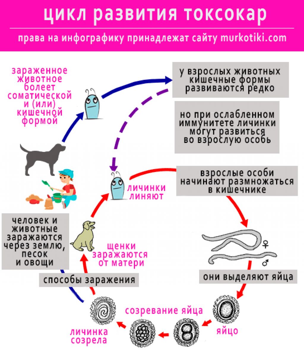 Токсокароз лечение. Цикл развития токсокары. Токсокароз цикл развития. Жизненный цикл токсокары. Toxocara canis жизненный цикл.