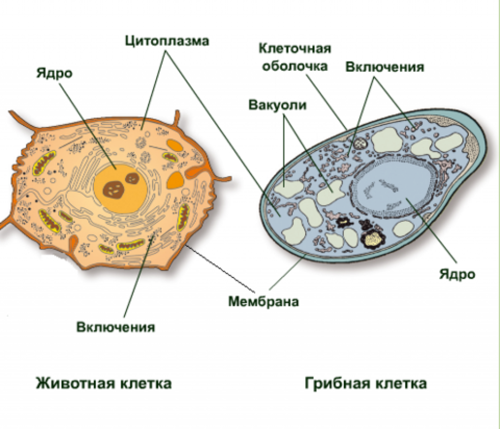 Грибная клетка отличия от растительной. Строение клетки грибов. Строение растительной животной и грибной клетки. Строение клетки растения животного грибов и бактерий. Строение грибной клетки биология.