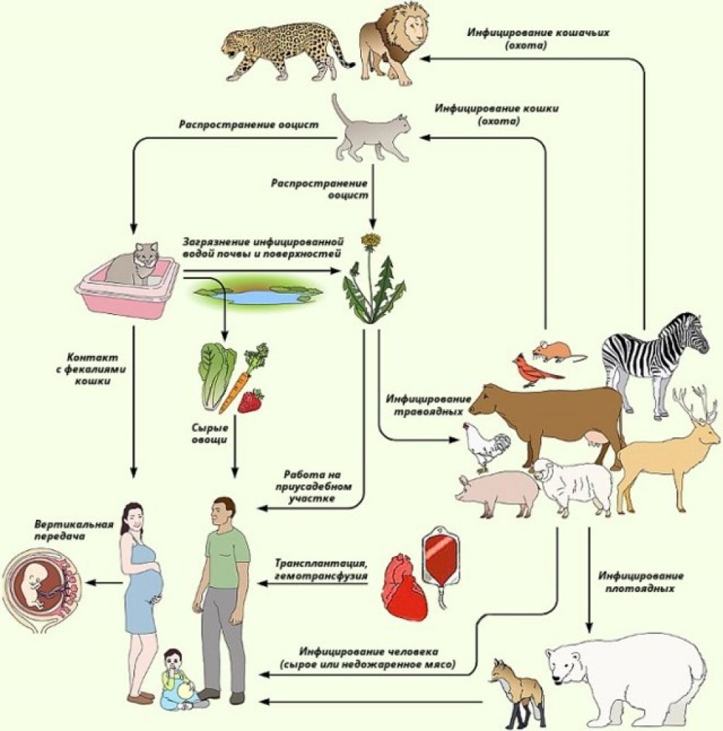 Токсоплазмоз. Способы заражения кошки токсоплазмозом. Схема заражения токсоплазмозом. Схема заражения токсоплазмозом человека. Токсоплазмоз пути заражения.