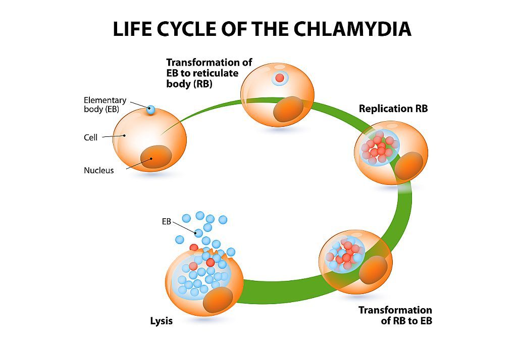 Развитие хламидий. Жизненный цикл хламидии. Этапы жизненного цикла хламидий. Стадии жизненного цикла хламидии. Жизненный цикл хламидий микробиология.