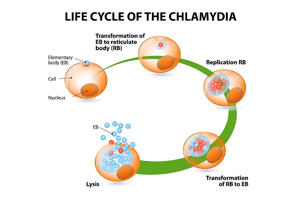 Развитие хламидий