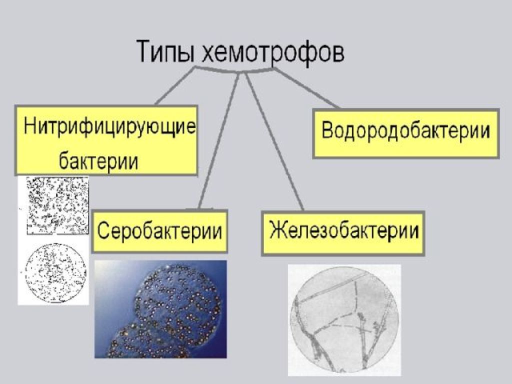 Фото и хемотрофы примеры