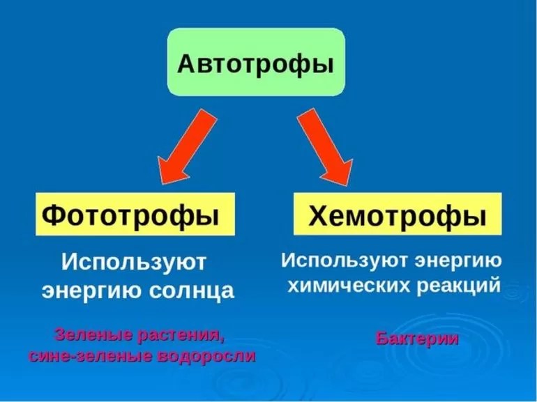 Фото и автотрофы